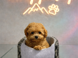 Vonalp Pet Garantisiyle Efsane Güzelli̇kte Toy Poodle