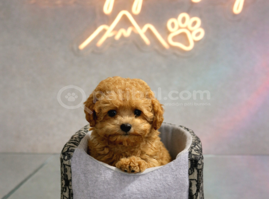 Vonalp Pet Garantisiyle Efsane Güzelli̇kte Toy Poodle görsel