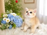 British Shorthair Golden Ny12