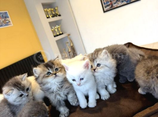 Kedi̇ci̇den Renk Renk British Shorthair Yavrulari Ankara görsel