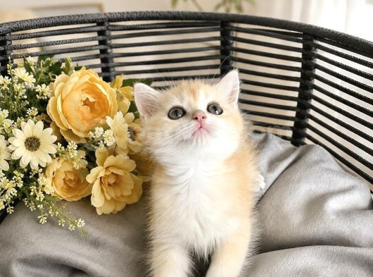 British Shorthair Golden Ny12