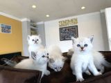 Kedi̇ci̇den Renk Renk British Shorthair Yavrulari Ankara