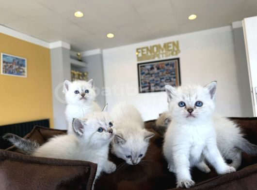 Kedi̇ci̇den Renk Renk British Shorthair Yavrulari Ankara görsel
