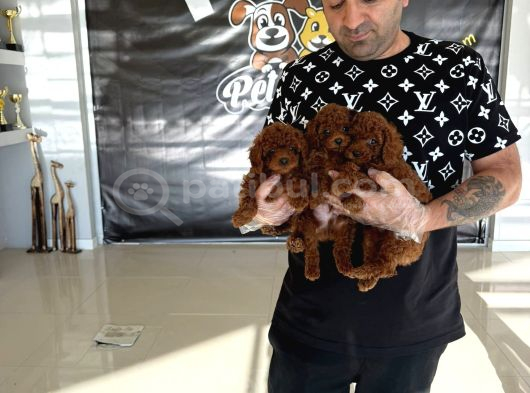 Show Kali̇te Toy Poodle Yavrular  Ankara Mağazamizda Görün görsel