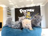 Kedi̇ci̇den Renk Renk British Shorthair Yavrulari Ankara