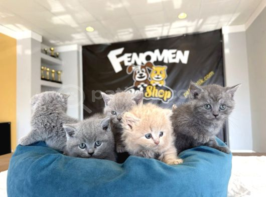 Kedi̇ci̇den Renk Renk British Shorthair Yavrulari Ankara görsel