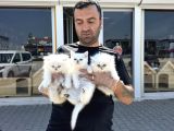 KEDİCİDEN RENK RENK BRITISH SHORTHAIR YAVRULARI ANKARA