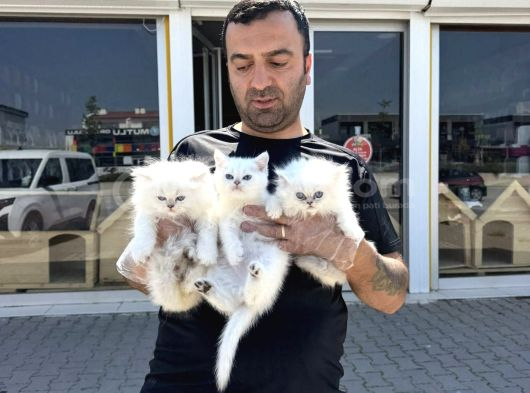 Kedi̇ci̇den Renk Renk British Shorthair Yavrulari Ankara