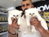 Kedi̇ci̇den Renk Renk British Shorthair Yavrulari Ankara