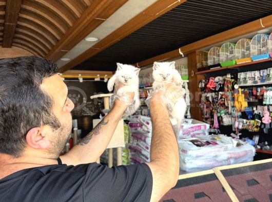 Kedi̇ci̇den Renk Renk British Shorthair Yavrulari Ankara görsel
