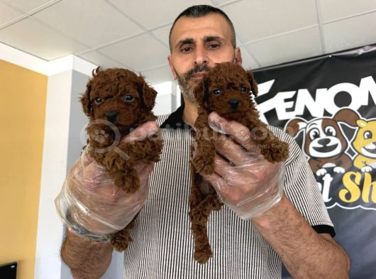 Show Kali̇te Toy Poodle Yavrular  Ankara Mağazamizda Görün görsel