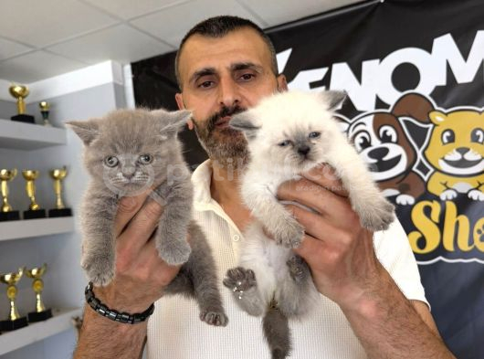 Kedi̇ci̇den Renk Renk British Shorthair Yavrulari Ankara görsel