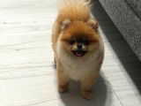 Teacup pomerian