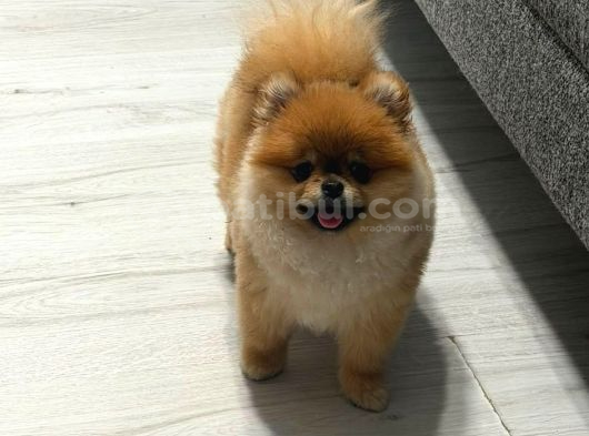 Teacup Pomerian