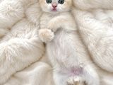 British Shorthair Golden Ny12