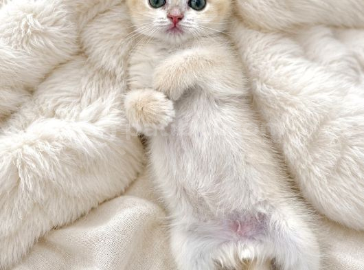 British Shorthair Golden Ny12 görsel