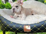 French Bulldog Yavrularımız