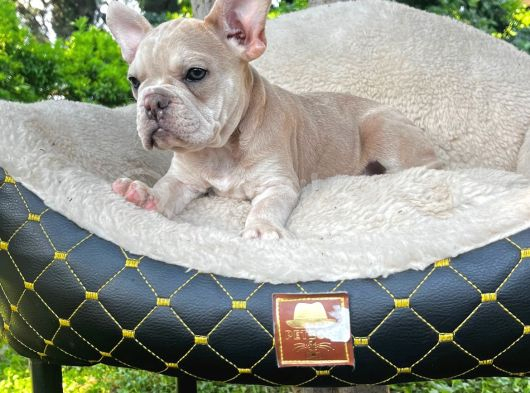 French Bulldog Yavrularımız