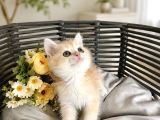 British Shorthair Golden Ny12