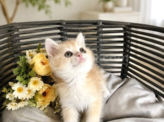 British Shorthair Golden Ny12 görsel