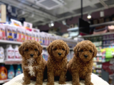 Vonalp Pet Garantisiyle Efsane Güzelli̇kte Toy Poodle