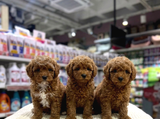 Vonalp Pet Garantisiyle Efsane Güzelli̇kte Toy Poodle görsel