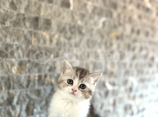 Dünya Tatlisi British Shorthai̇r Yavrular görsel