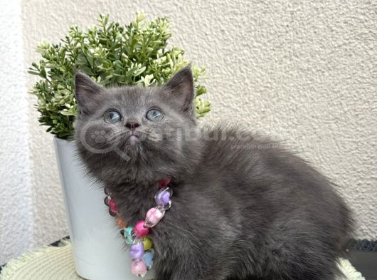 British Shorthair Safkan Yavrular görsel