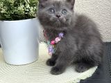 British Shorthair Safkan Yavrular