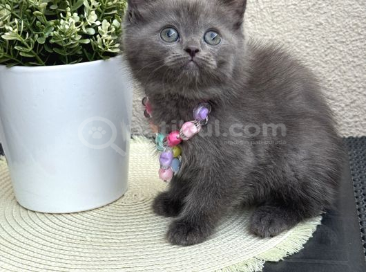 British Shorthair Safkan Yavrular görsel