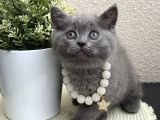 British Shorthair Safkan Yavrular
