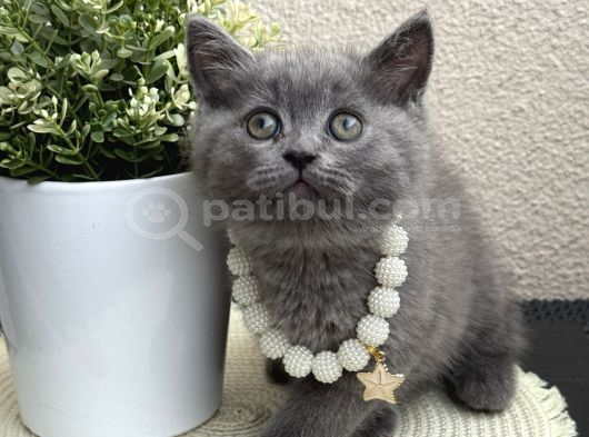 British Shorthair Safkan Yavrular görsel