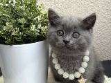 British Shorthair Safkan Yavrular