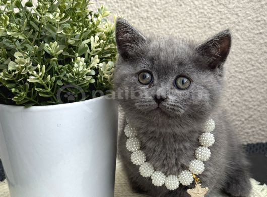 British Shorthair Safkan Yavrular görsel