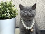 British Shorthair Safkan Yavrular