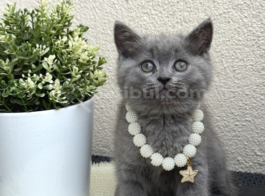 British Shorthair Safkan Yavrular görsel