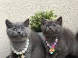 British Shorthair Safkan Yavrular