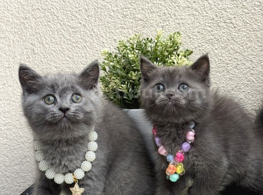 British Shorthair Safkan Yavrular