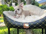 French Bulldog Yavrularımız