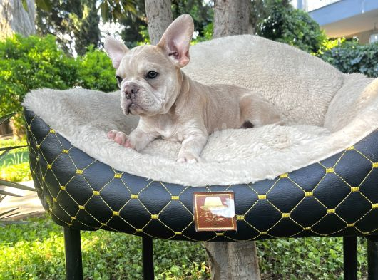 French Bulldog Yavrularımız görsel