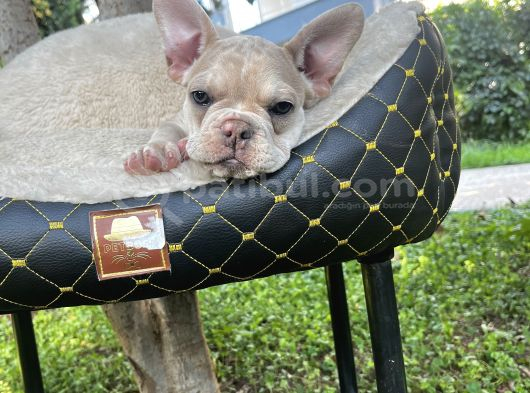 French Bulldog Yavrularımız görsel