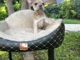 French Bulldog Yavrularımız