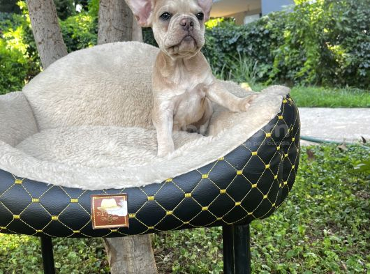 French Bulldog Yavrularımız görsel