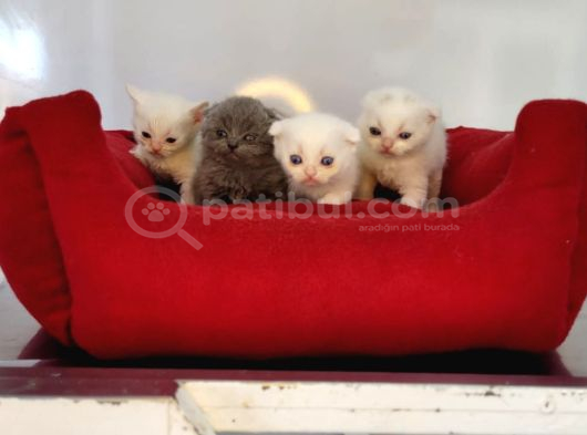 Anne Altindan Veteri̇ner Heki̇m Kontrollü Bebekler görsel