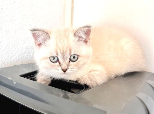 A Kalite Yavrularımız Yeni Yuvasını Arıyor görsel