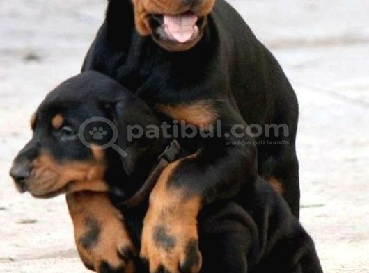 KÜÇÜK SÜS KÖPEKLERİNİZE BENZEMEZ