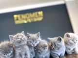 Kedi̇ci̇den Renk Renk British Shorthair Yavrulari Ankara