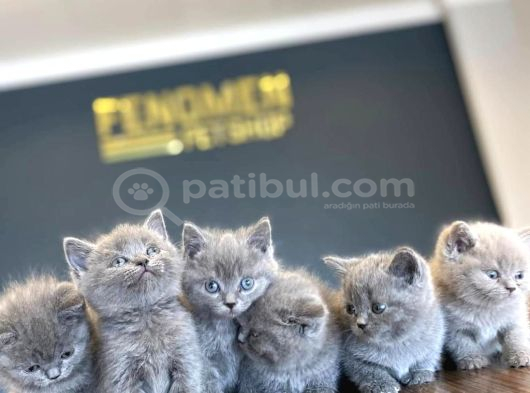 Kedi̇ci̇den Renk Renk British Shorthair Yavrulari Ankara görsel