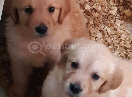 Bebek Surat Orji̇nal Golden Yavrular görsel