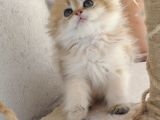 Bear Face Short Ve Long Golden Safkan Yavrular